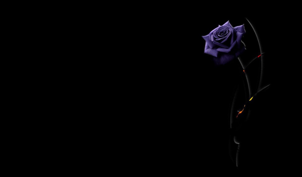 Красивая фиолетовая роза на чёрном фоне