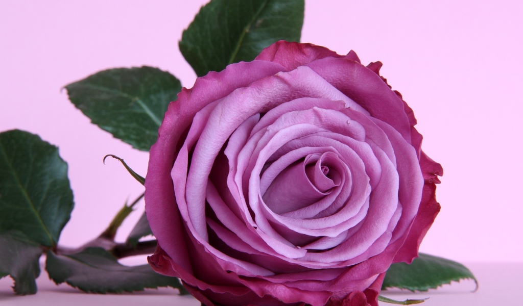 Красивая фиолетовая роза на столе