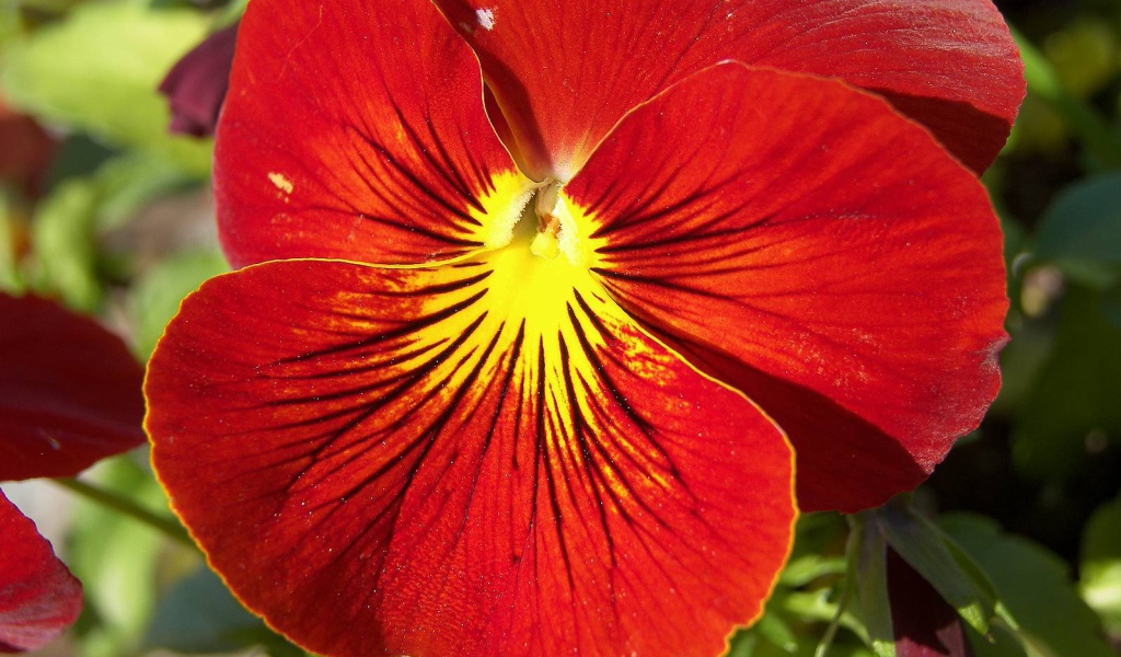 Красивый красный цветок анютины глазки