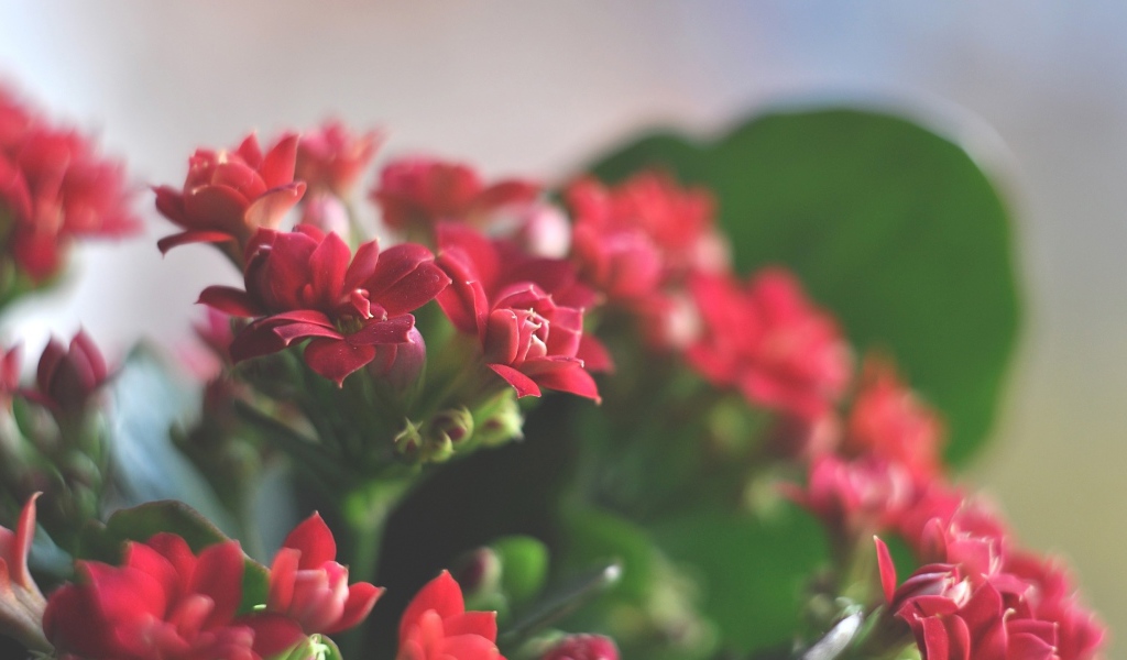 Великолепные красные цветы