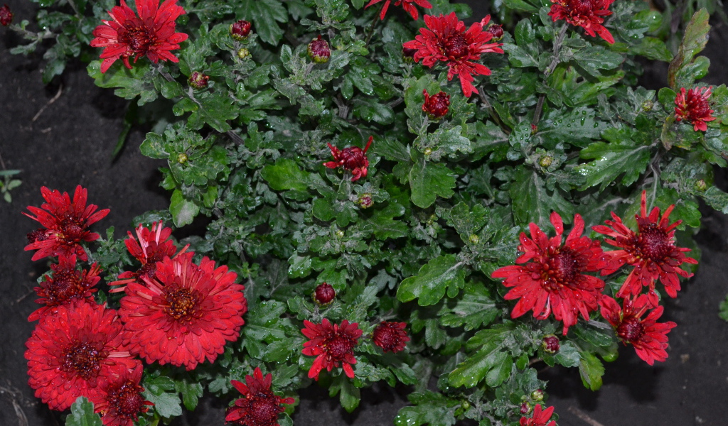 Красивые красные цветы хризантема