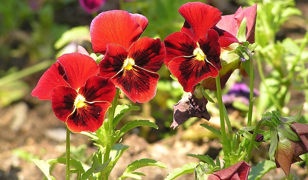 Красивые красные цветы анютины глазки