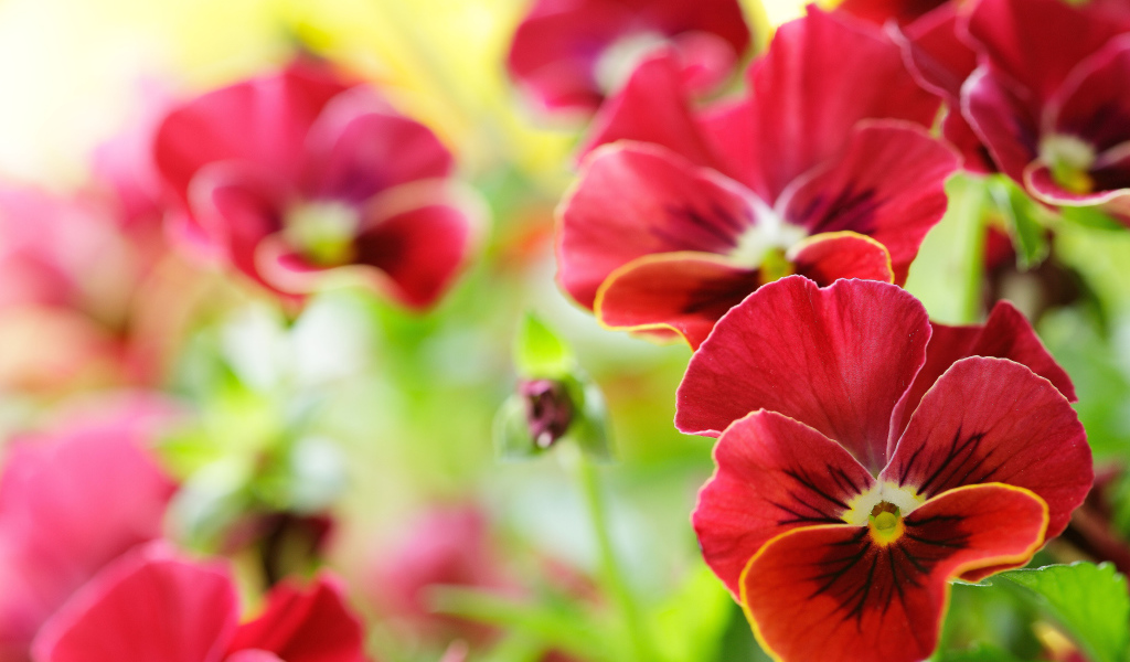 Красивые красные анютины глазки на поляне