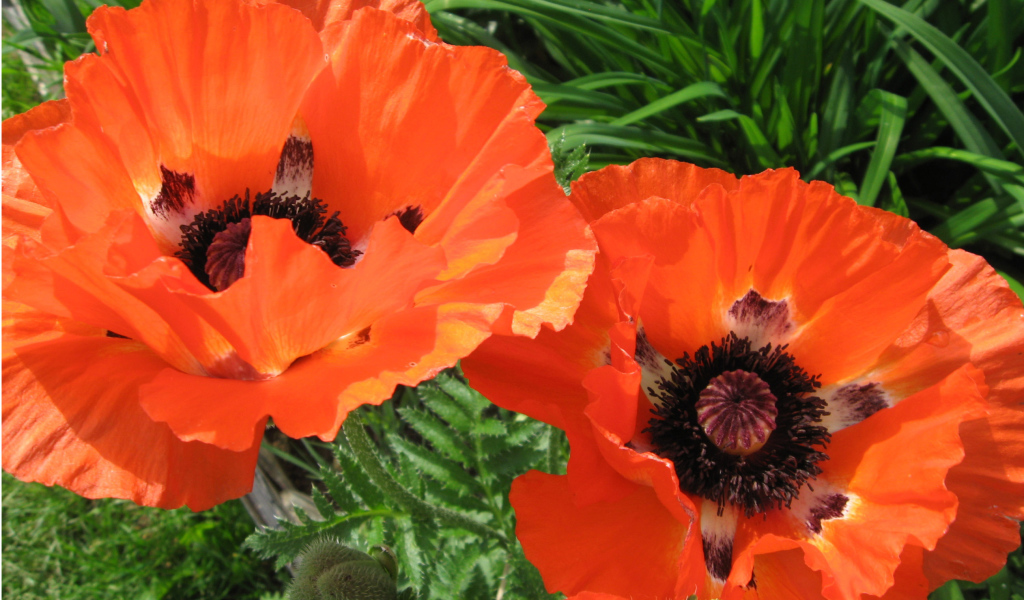 Красивый цветок красный мак