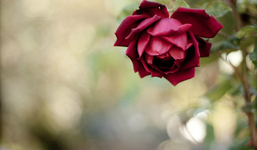 Красивая красная роза в саду