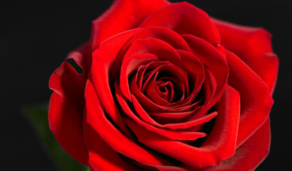 Красивая красная роза на чёрном фоне крупным планом