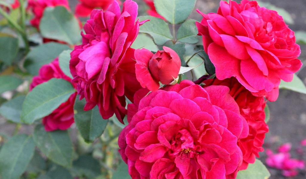 Красивая роза кустарниковая в саду