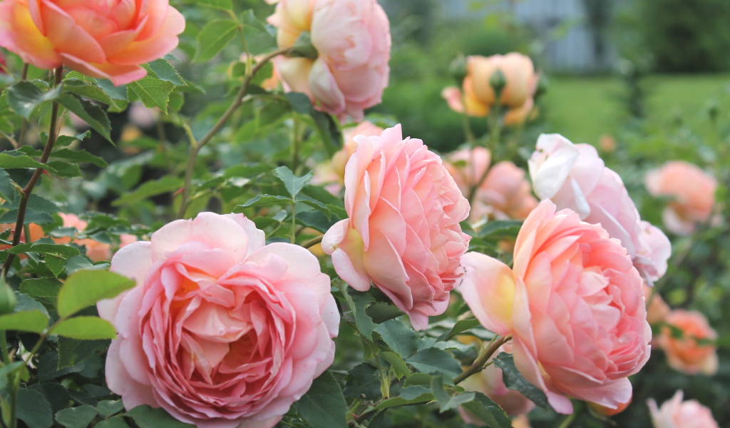 Красивые розы кустарниковые в саду