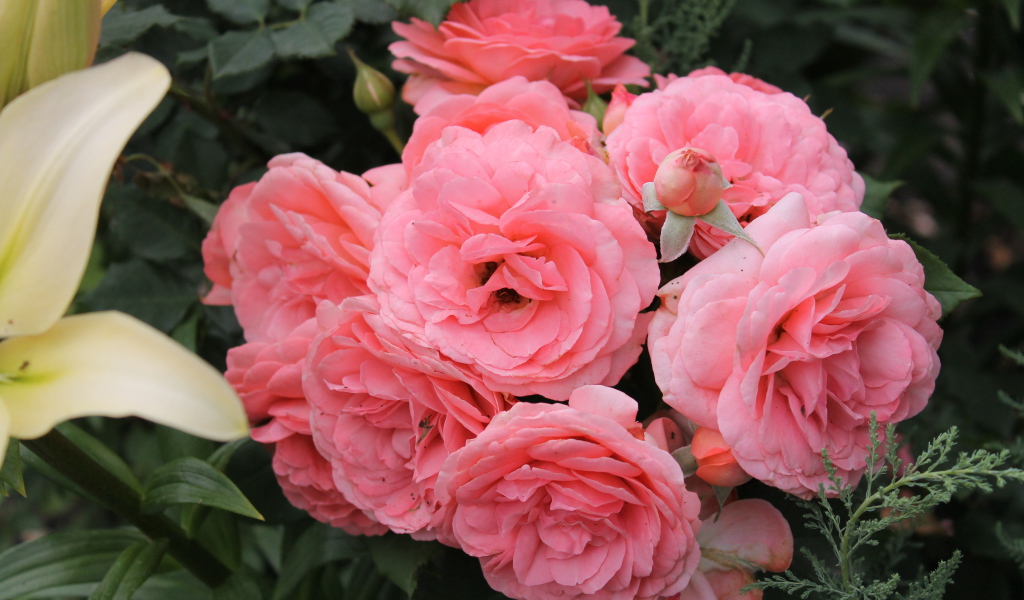 Красивая роза кустарниковая на дачном участке