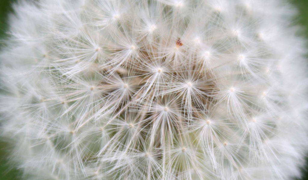 Красивый козлобородник (большой одуванчик) цветок