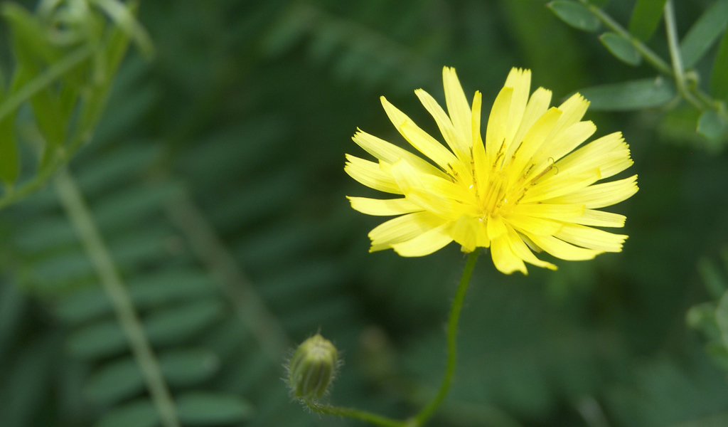 Красивый козлобородник (большой одуванчик) в саду