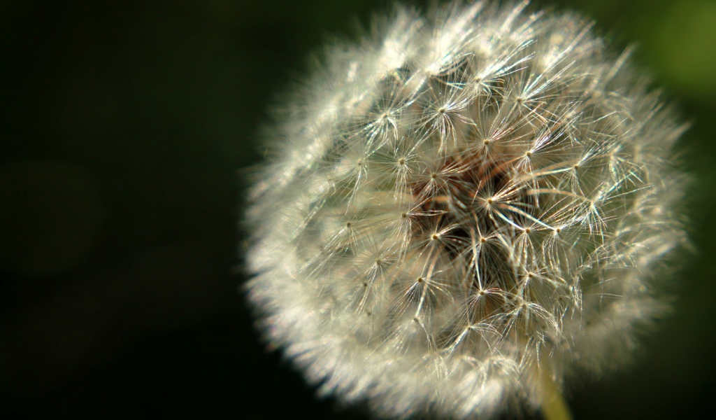 Красивый козлобородник (большой одуванчик) на газоне