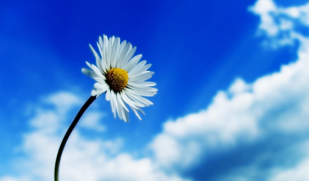 Белый цветок на фоне неба