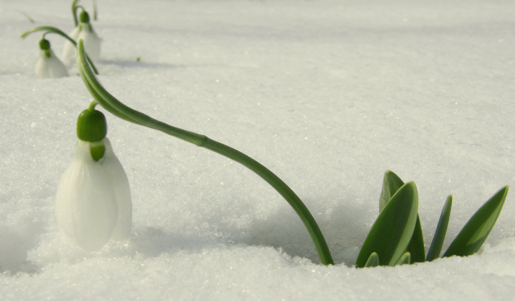 Красивый подснежник в снегу