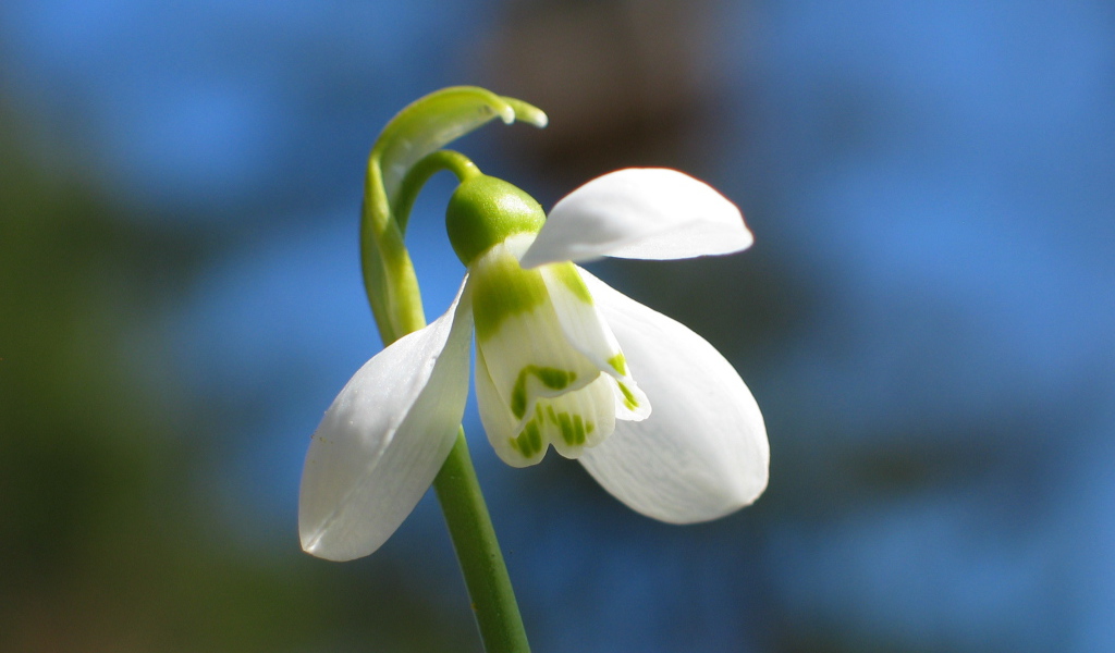 Красивый подснежник в  парке