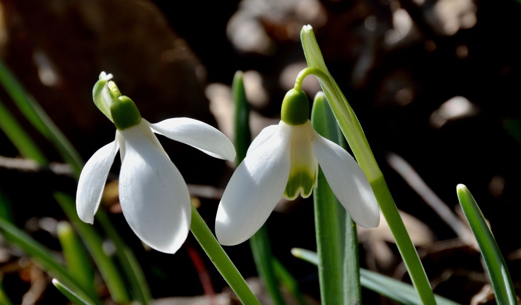 Красивые подснежники в саду