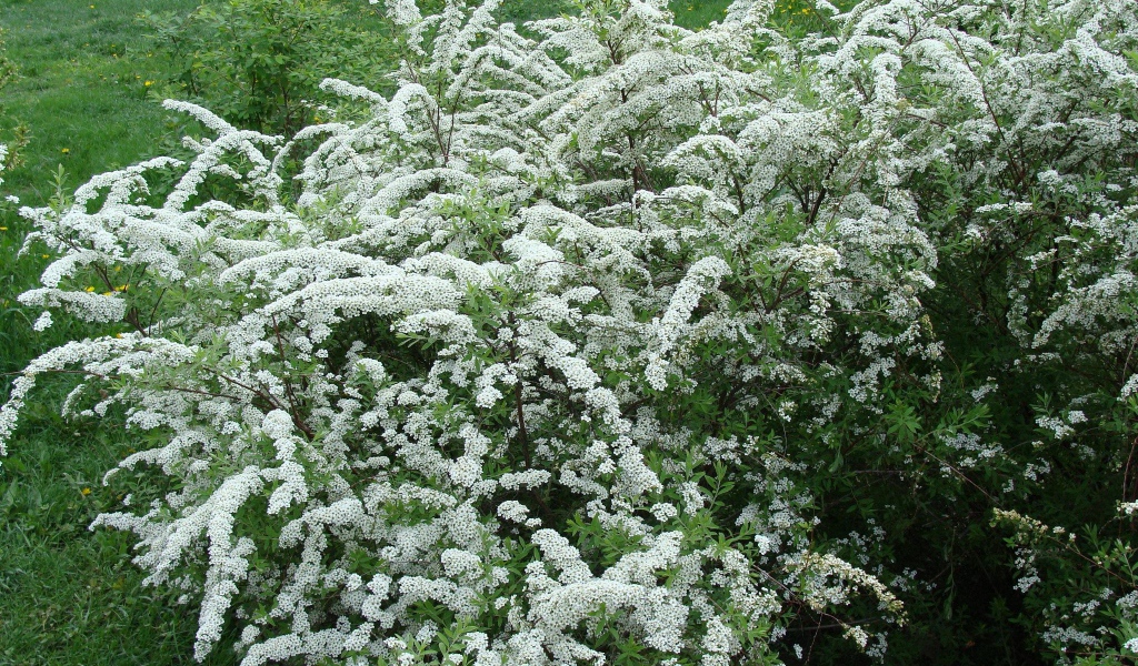 Красивая спирея на дачном участке