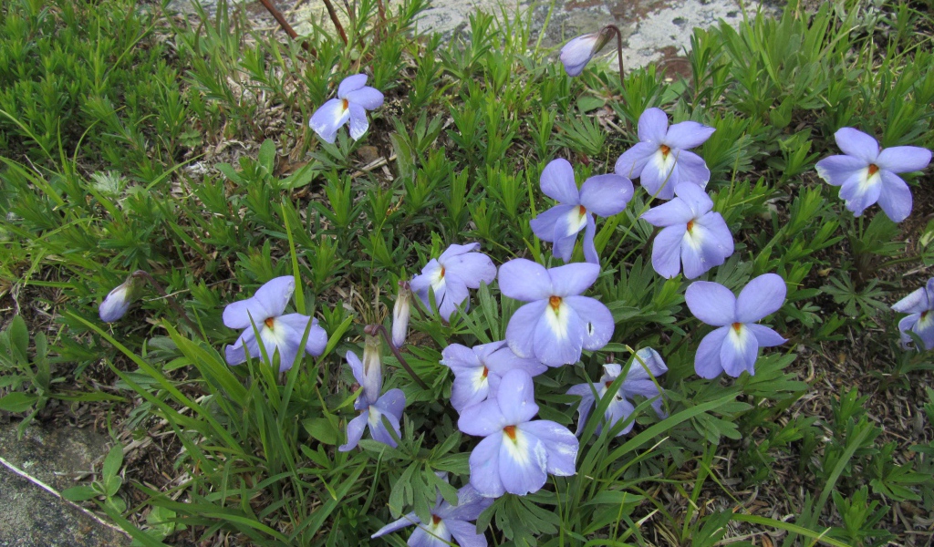 Красивые весенние виолы (фиалки, анютины глазки) на лужайке