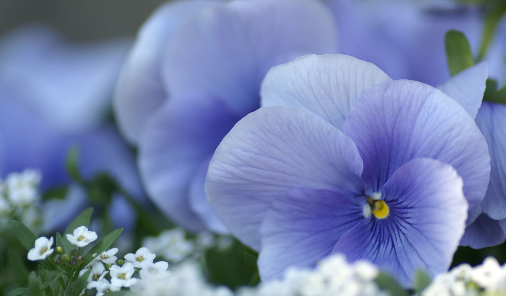 Красивые весенние виолы (фиалки, анютины глазки) 