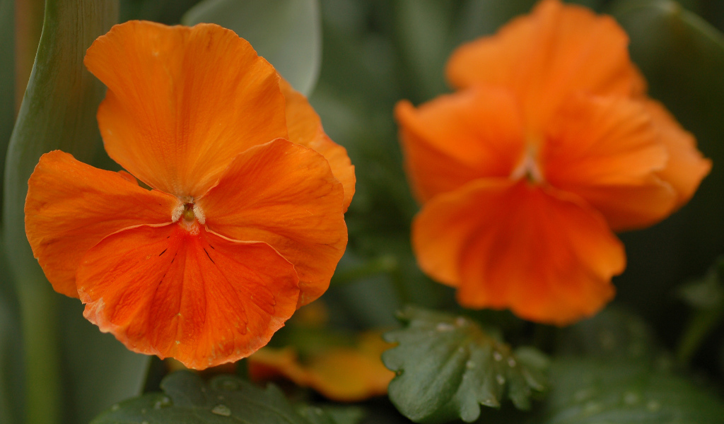 Красивые весенние виолы (фиалки, анютины глазки) в лесу