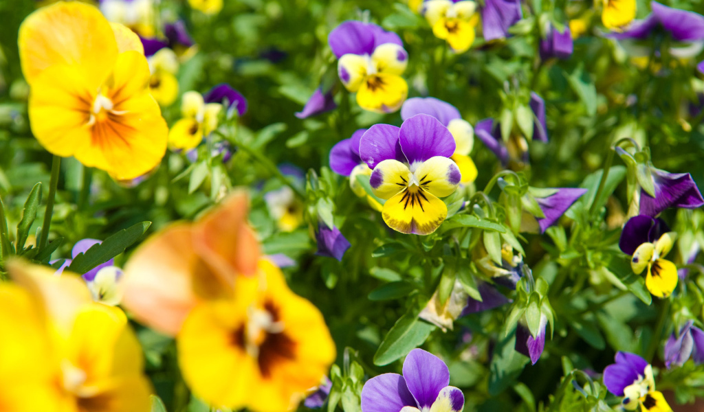 Красивые весенние виолы (фиалки, анютины глазки) в парке