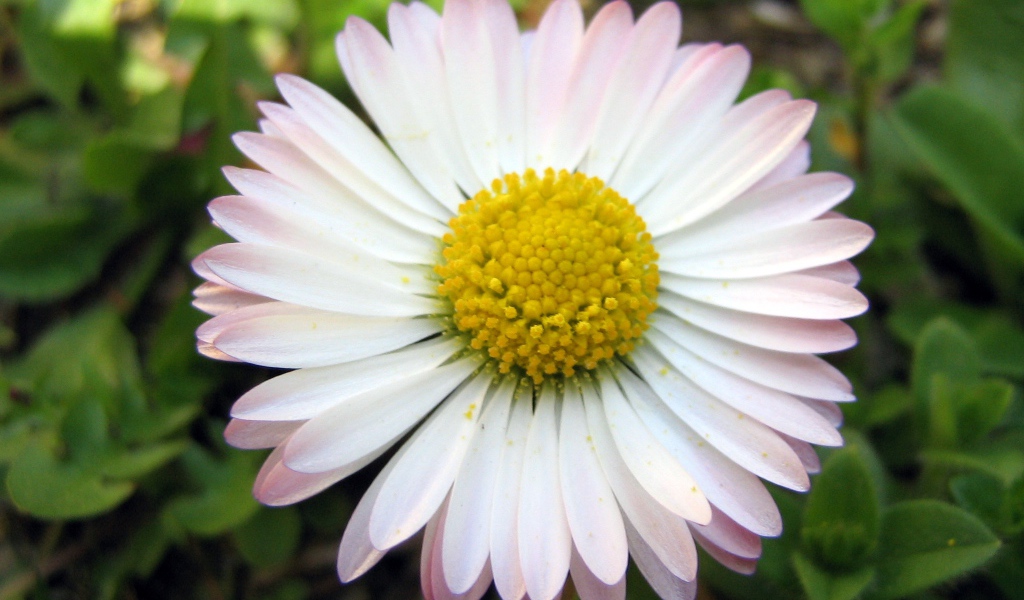 Красивые весенние маргаритки