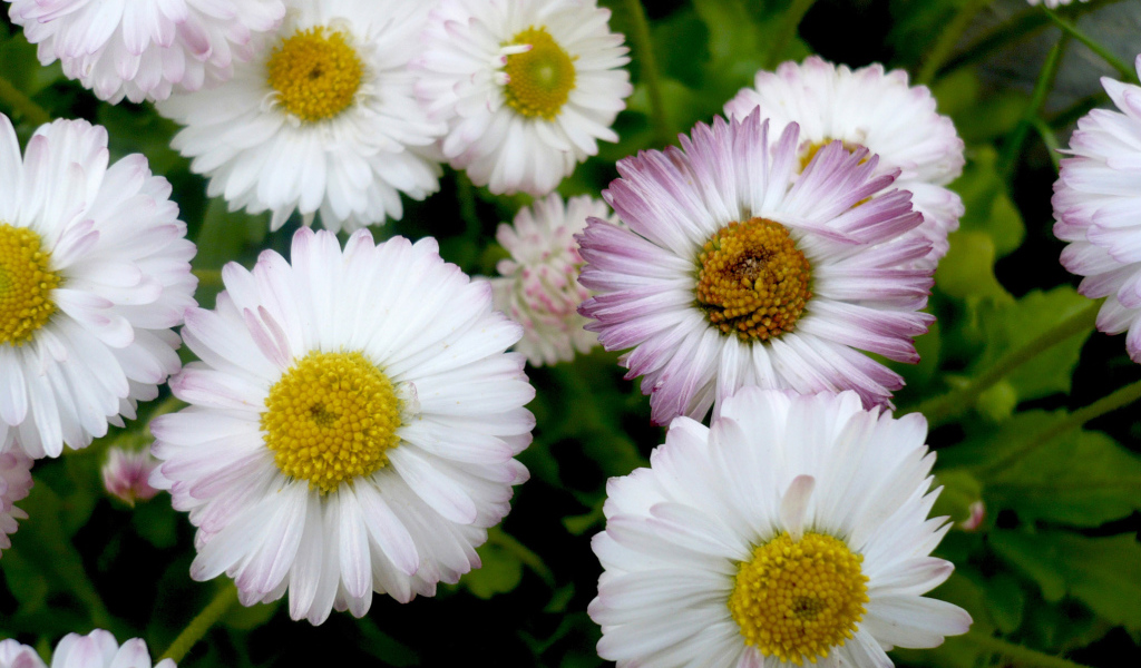 Красивые весенние маргаритки в саду