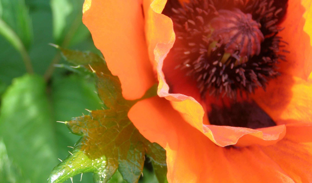 Красивый весенний цветок мак