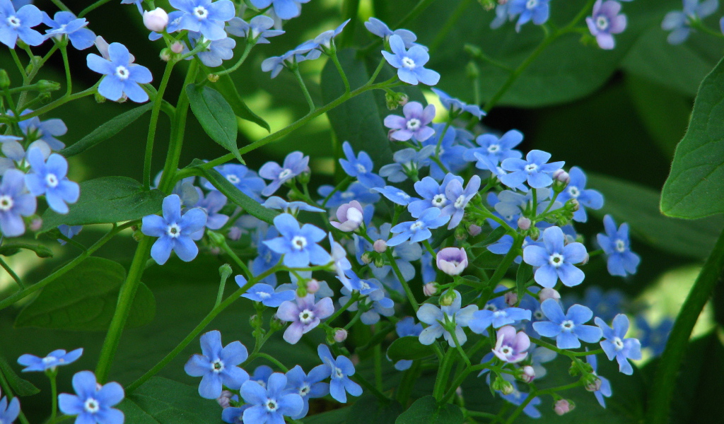 Красивые весенние цветы бруннера