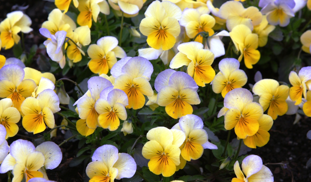 Красивые весенние желтые виолы в саду