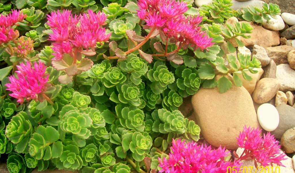 Красивая армерия в саду