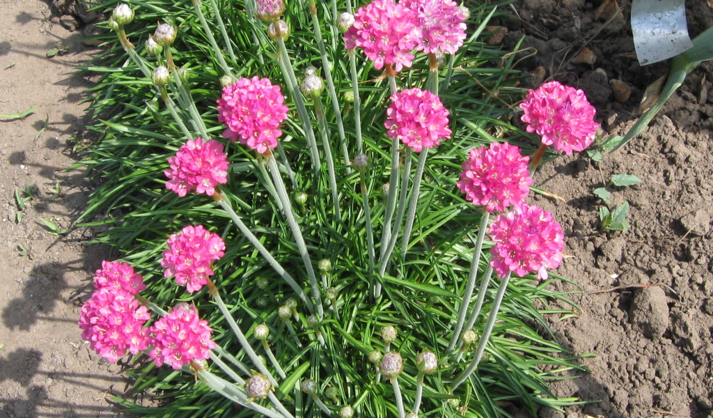 Красивая армерия на дачном участке