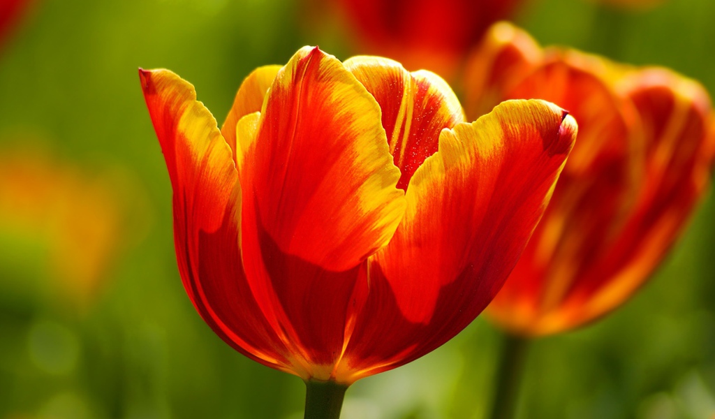 Красивые тюльпаны