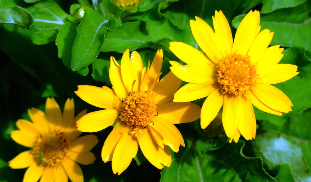 Красивая венидиум (астровые) в саду