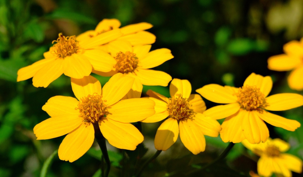 Красивая венидиум (астровые) на дачном участке