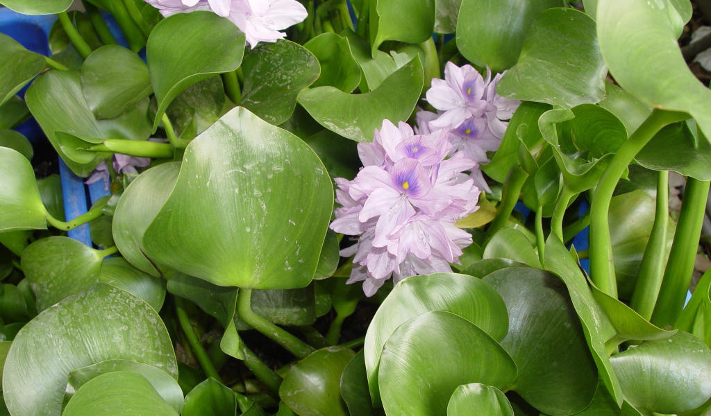 Красивый водяной гиацинт