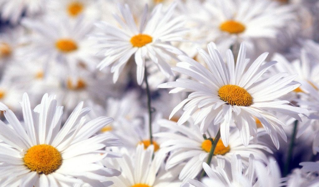 Красивые белые цветы