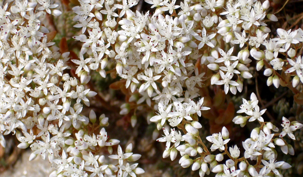 Красивые белые цветы резухи