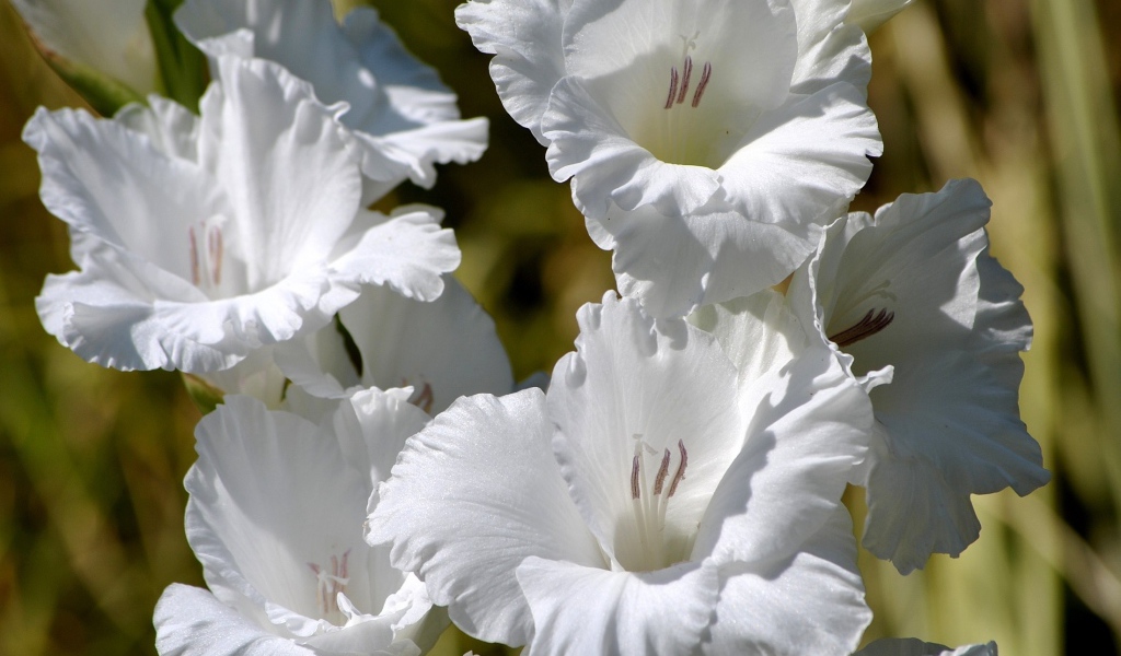 Красивые белые гладиолусы