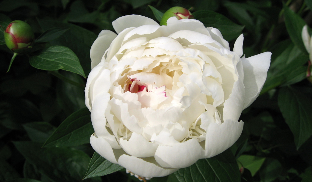 Красивый белый пион