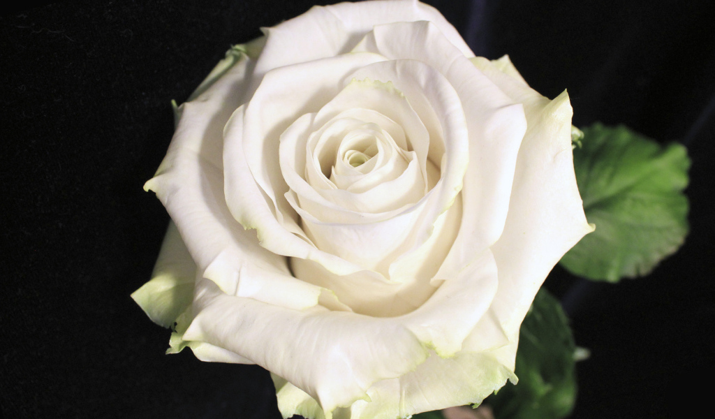 Красивая белая роза на чёрном фоне