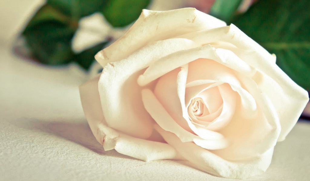 Красивая белая роза на белом столе