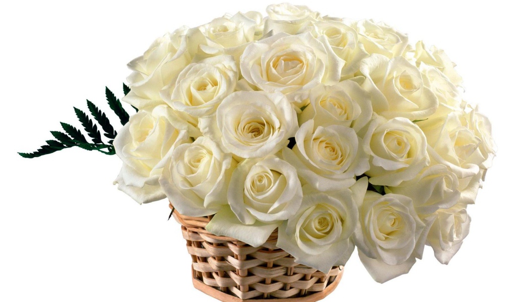 Красивые белые розы в корзине