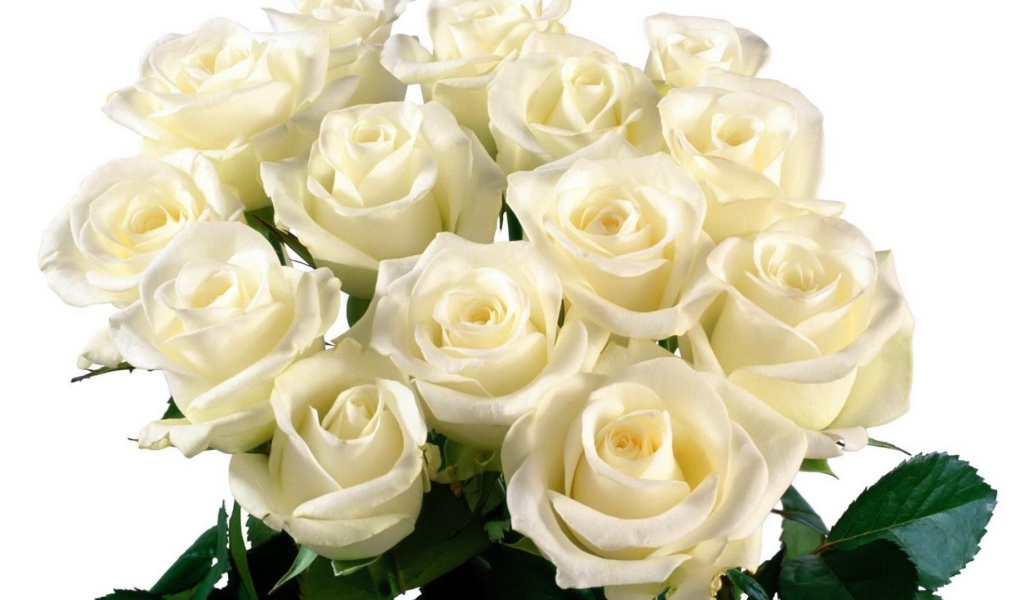 Красивые белые розы на белом фоне