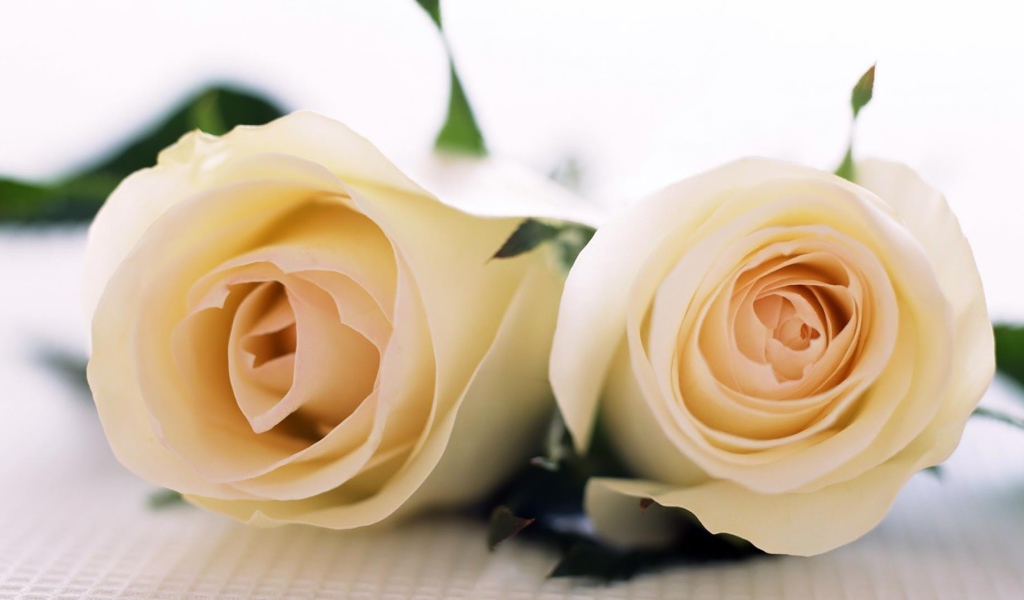 Красивые белые розы на белой скатерти