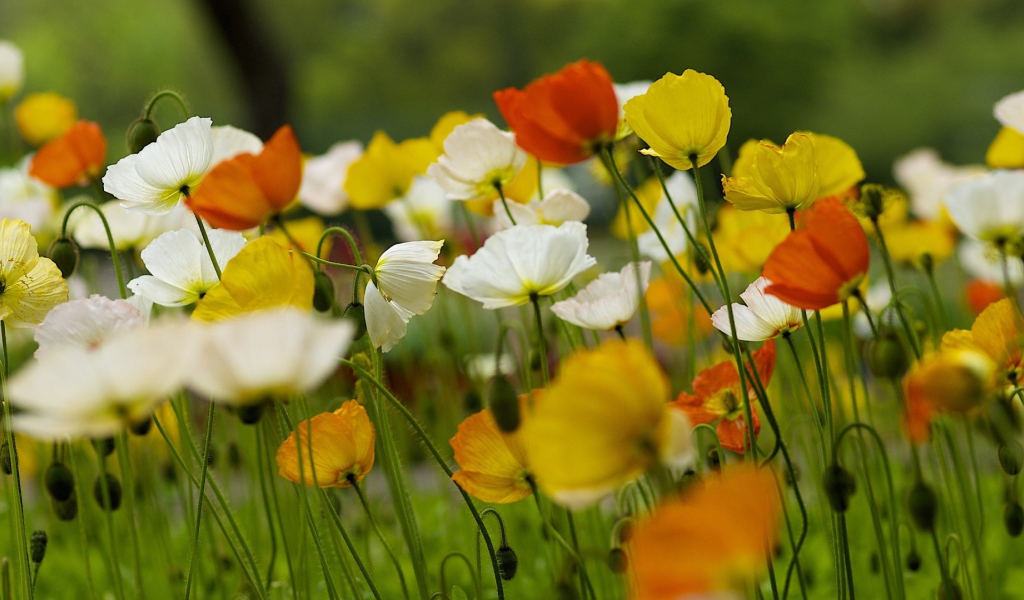 Красивые полевые цветы