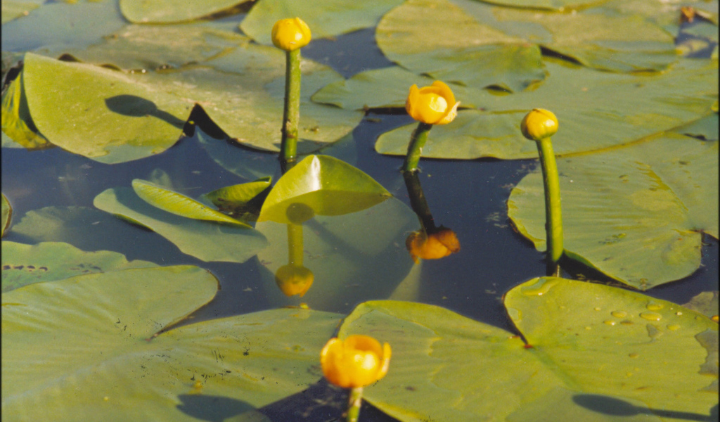 Красивая кубышка желтая