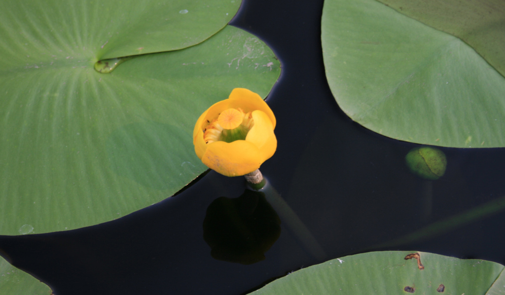 Красивый цветок кубышка желтая на воде
