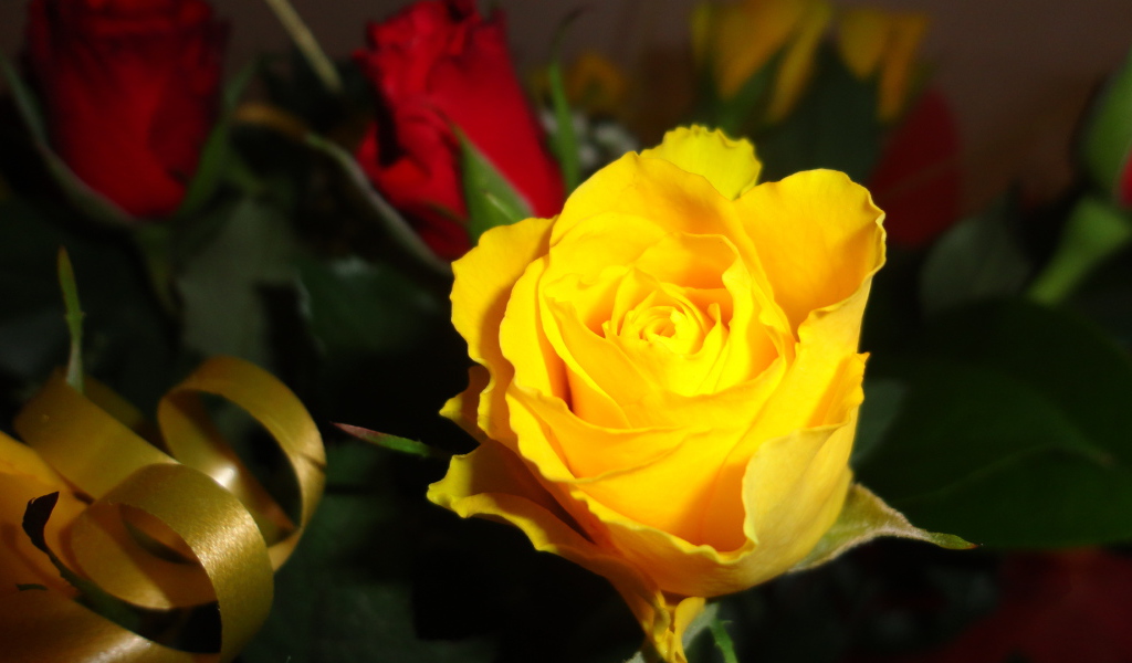 Красивая жёлтая роза