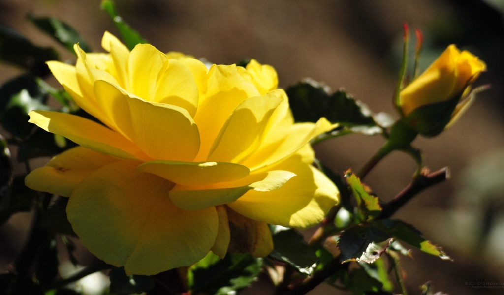 Красивые жёлтые розы цветут